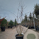 Amelanchier lamarckii 175-200 cm container meerstammig