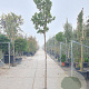 Arbutus unedo 180 cm stam 25L 8-10