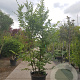 Carpinus betulus 350-400 cm container meerstammig