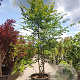 Carpinus betulus 400-450 cm container meerstammig extra