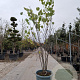 Cercis canadensis 250-300 cm container meerstammig