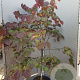 Cercis can. 'Forest Pansy' 150-175 cm container 
