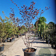Cercis can. Red Force 200-250 cm container meerstammig extra