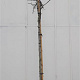 Cercis siliquastrum 180 cm stam container 12-14 leiboom