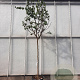 Cercis siliquastrum 180 cm stam container 14-16