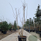 Cotinus coggygria 200-250 cm cont. 65L meerstammig