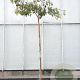 Cornus controversa 'Variegata' 180 cm stam container 6-8