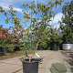Cornus kousa chinensis 125-150 cm 30L