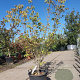 Cornus kousa chinensis 150-175 cm 30L