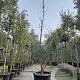 Davidia involucrata 300-350 cm cont. 95L