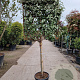 Elaeagnus ebbingei 100 cm stam container 10-12HO