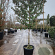 Elaeagnus ebbingei 80 cm stam container lei 120x120