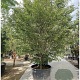 Fagus syl. 'Aspleniifolia' 275-300 cm container struik