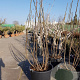 Ficus carica 200-250 cm container meerstammig extra