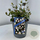 Abelia grandiflora 25-30 cm 2,5L