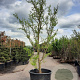 Ginkgo biloba 400-450 cm container solitair