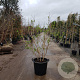 Heptacodium miconioides 175-200 cm container spiraal pompon