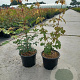 Acer campestre 40-60 cm 2,0L