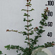 Acer campestre 80-100 cm 10L