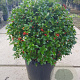 Ilex meserv. 'Heckenstar' 70 cm container bol