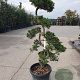 Juniperus pf. 'Starlight' 120-140 cm container paraplu