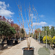 Koelreuteria paniculata 200-250 cm container meerstammig extra