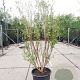 Lagerstroemia Dynabite 175-200 cm container meerstammig