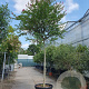 Lagerstroemia indica 180 cm stam cont. 130L 14-16
