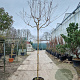 Lagerstroemia indica 180 cm stam container 8-10