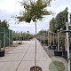 Lagerstroemia indica 200 cm stam 45L 8-10