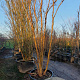 Lagerstroemia indica 350-400 cm container meerstammig