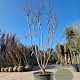 Lagerstroemia indica 350-400 cm container meerstammig