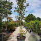 Lagerstroemia indica 400-450 cm container meerstammig