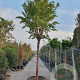 Lagerstroemia 'Natchez' 200 cm stam container 35-40