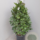 Laurus nobilis 100-110 cm 15L piramide