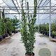 Laurus nobilis 175-200 cm 30L