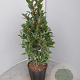 Laurus nobilis 70-80 cm 10L piramide