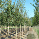 Acer campestre 10-12 HO wortelgoed