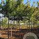 Acer campestre 'Elsrijk' 14-16 HO draadkluit