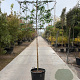 Liquidambar styraciflua 180 cm stam container 16-18 lei 180x120