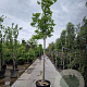 Magnolia kobus 200 cm stam container 20-25 leiboom