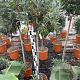 Olea europaea 150 cm stam 9L