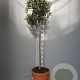 Olea europaea 170 cm 15L stam