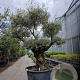 Olea europaea 50 cm container 100-125