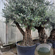 Olea europaea 50 cm container 100-125 vertakt