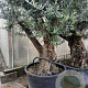 Olea europaea 50 cm container 100-125 vertakt