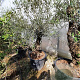 Olea europaea 50 cm container 60-80