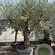 Olea europaea 80 cm stam container 80 stam 120x120 scherm