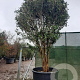 Osmanthus fragrans 400-450 cm container meerstammig