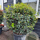 Osmanthus heterophyllus 100 cm container bol